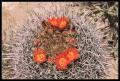 CRW_8949 Barrel cactus